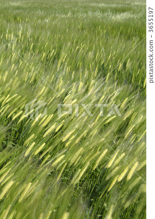 barley, wheat field, grain 3655197