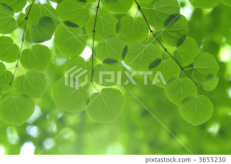 桂樹 連香樹 假髮 3655230