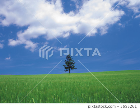 小麥地 綠色小麥 藍色小麥 3655261