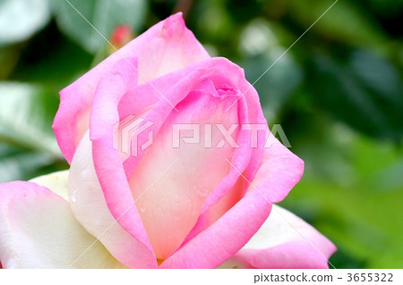 白玫瑰玫瑰“摩納哥公主” 3655322