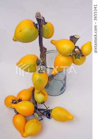 乳頭水果 茄屬植物 茄科 3655341