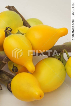 乳頭水果 茄屬植物 用於插花 3655346