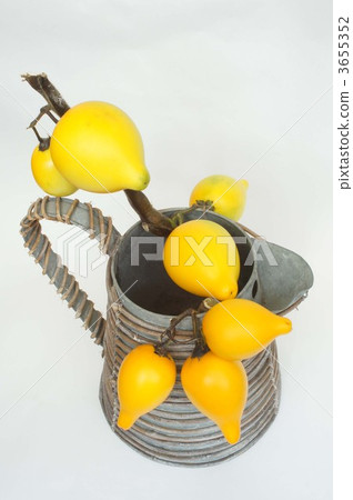 nipplefruit, solanum mammosum, for cut flowers 3655352