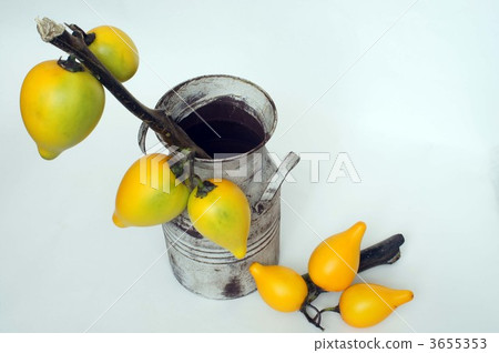 nipplefruit, solanaceae, solanum mammosum 3655353