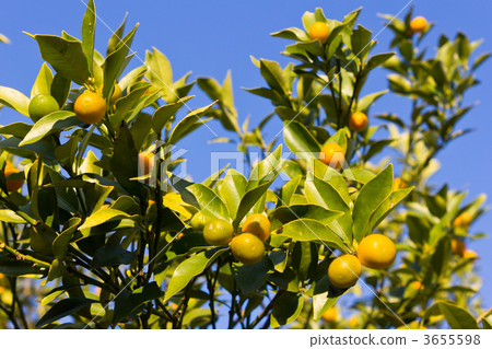 Kumquat 3655598