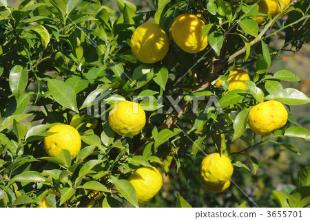 柚子樹 3655701