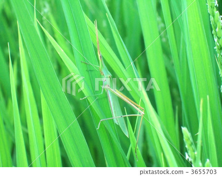 藍色米和shrio螞蚱 3655703