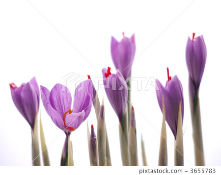 Medicated saffron flowers 3655783