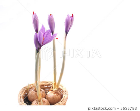 Medicated saffron flowers Medicated saffron flowers 3655788