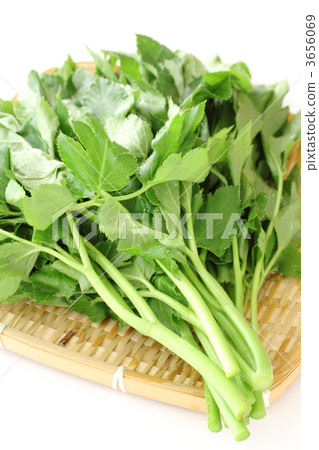 Tomorrow Tomorrow 3656069