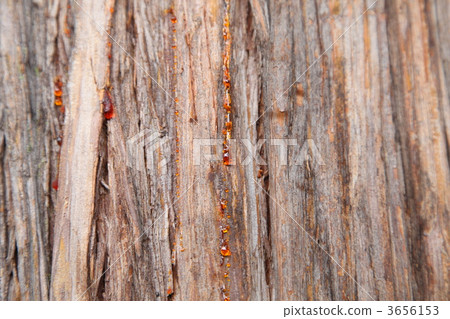 tar, resin, bark of tree 3656153
