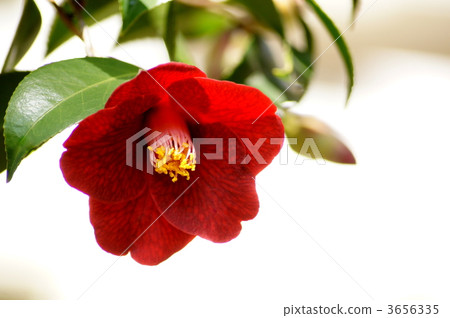 海軍佑介（山茶花） 3656335