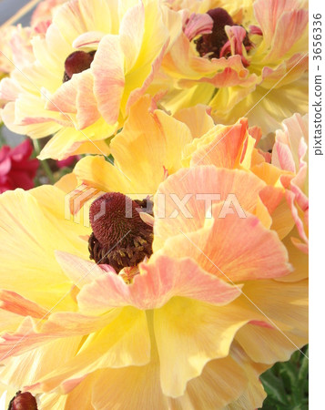 毛茛屬花束 3656336