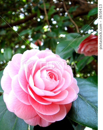 Charming Otome Tsubaki 3656413