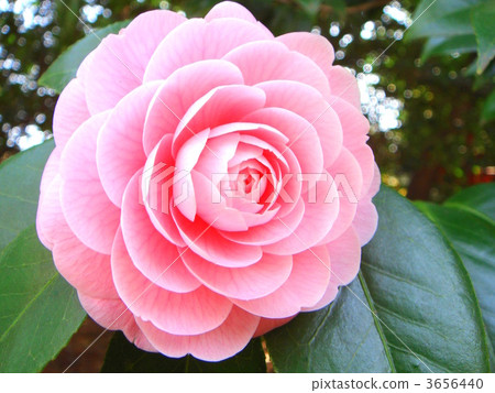 Charming Otome Tsubaki 3656440