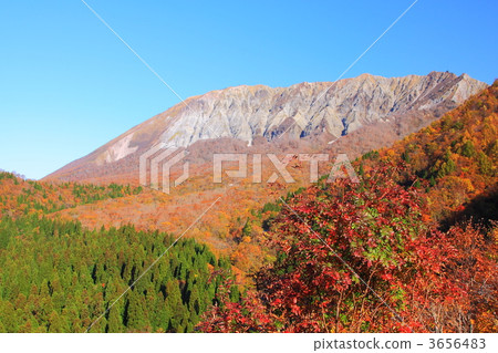 Autumn leaves and oyama 3656483