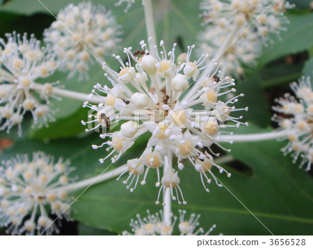 花和螞蟻 花和螞蟻 3656528