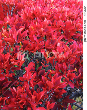 enkianthus perulatus, foliage, leaf 3656849