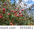 apple, apples, harvest 3656861