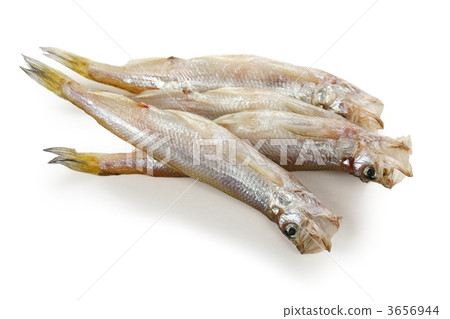 兒童shishamo 3656944