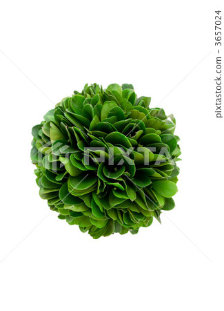 Topiary Topiary 3657024