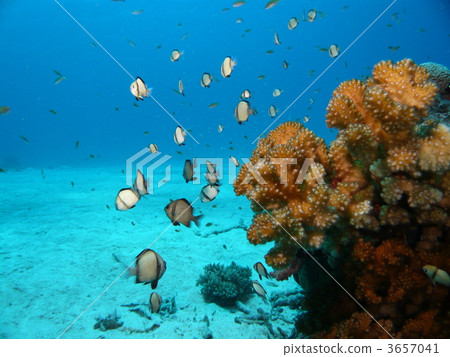 蓮花小丑麻雀 蓮花小丑麻雀 3657041