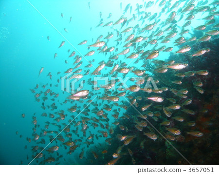 一群Nembutsudai 3657051