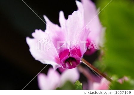 仙客來了 3657169