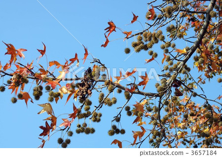 Autumn leaves of American Fu 3657184