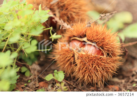 chestnut, chestnuts, japanese chestnut 3657214
