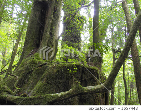 root, roots, moss 3657448