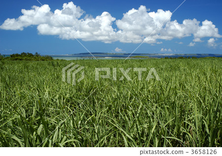 甘蔗 蔗田 宮古島 3658126