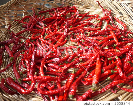 Purple series red red pepper 3658844