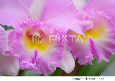cattleya, orchid, lifting 3659289