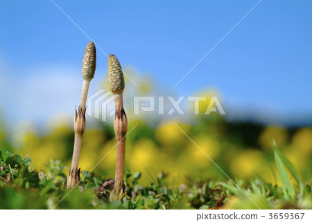 春天到來 早春 馬尾 3659367