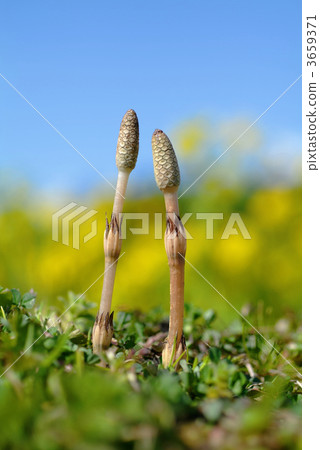 early spring, arrival of spring, horsetail 3659371
