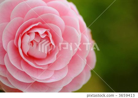 山茶花 日本山茶 漂亮 3659413