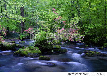 mountain stream, mountain torrent, rhododendron albrechtii 3659426