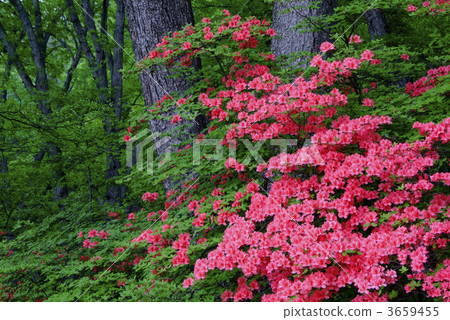 rhododendron albrechtii, nikko city, scenic spots 3659455