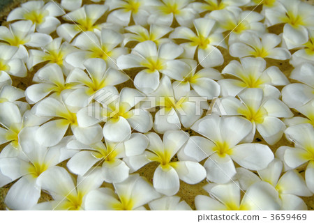 花浴 花蕾 雞蛋花 3659469