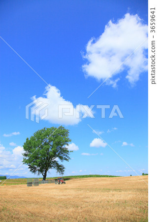 Philosophy tree Philosophy tree 3659641