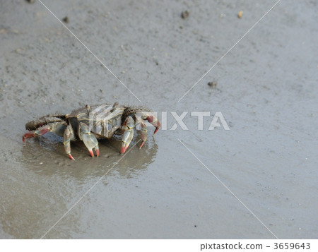 geothelphusa dehaani, japanese freshwater crab, crab 3659643