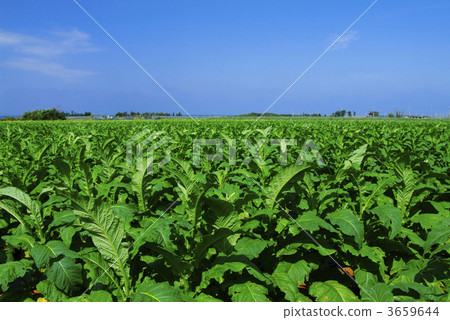tobacco field, leaf tobacco, sky 3659644