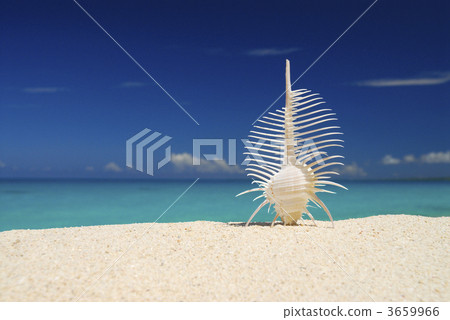 seashell, shell, venus comb murex 3659966