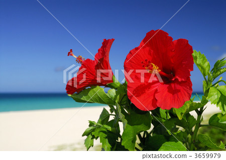 槿 留白空間 留白部分 3659979