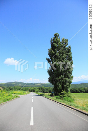  肯和瑪麗的樹 3659983