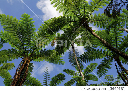 樹蕨 亞熱帶植物 熱帶植物 3660181