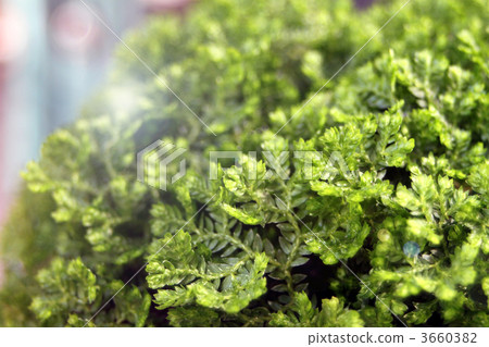 Fern Fern 3660382