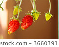 野草莓 3660391