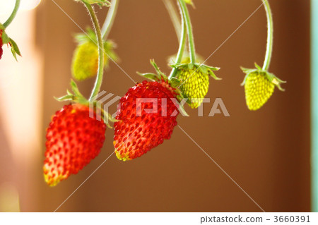 Wild strawberry Wild strawberry 3660391